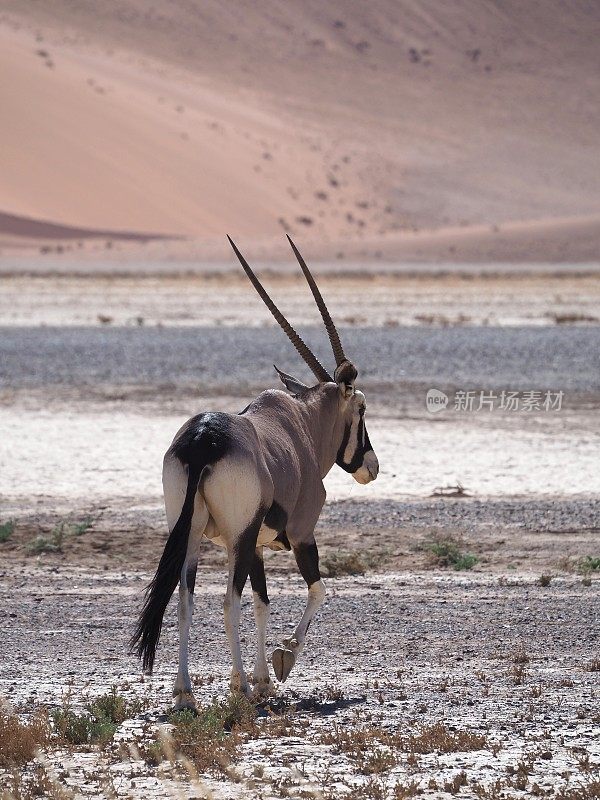 大羚羊(oryx gazella)行走